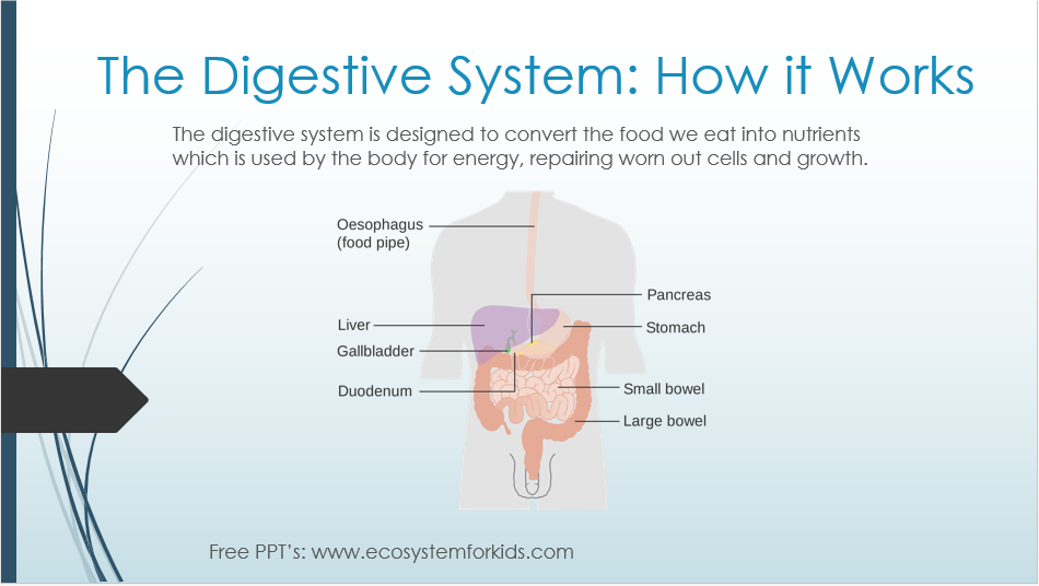 Human digestive system ppt download